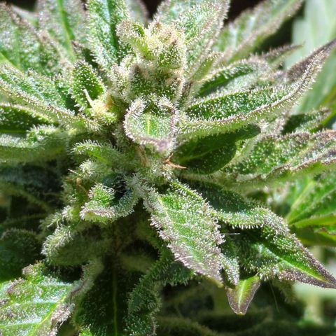 Starting small critical automatic growlog timeline photo