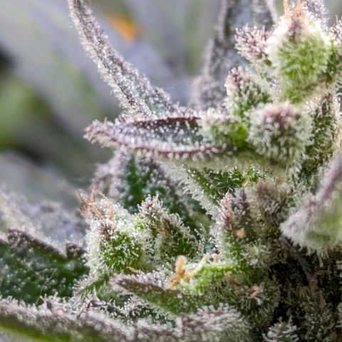 Starting small critical automatic growlog timeline photo
