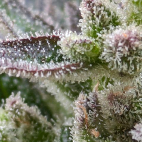 Starting small critical automatic growlog timeline photo