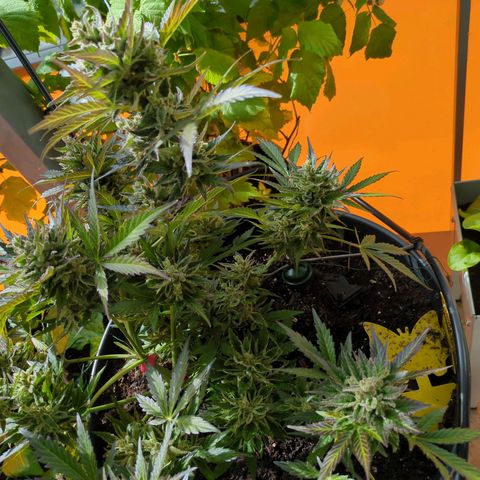 Starting small critical automatic growlog timeline photo