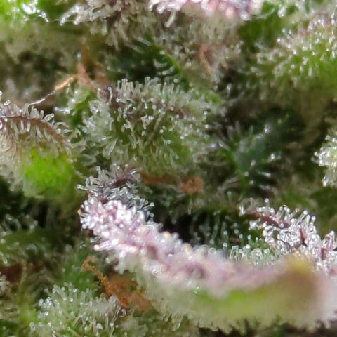 Starting small critical automatic growlog timeline photo