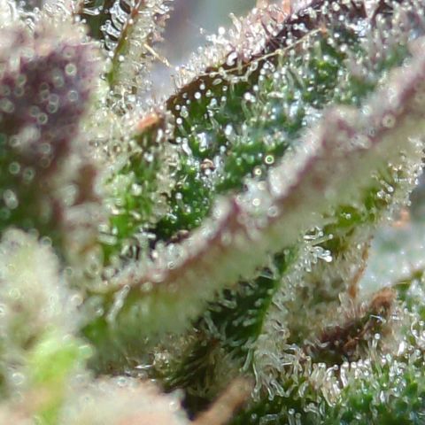 Starting small critical automatic growlog timeline photo