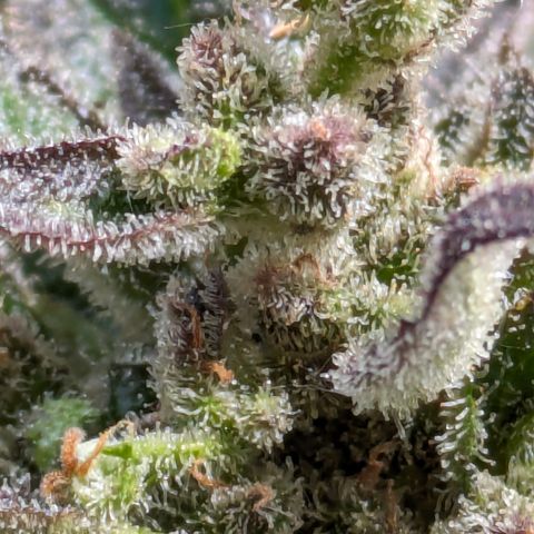 Starting small critical automatic growlog timeline photo