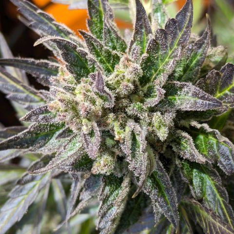 Starting small critical automatic growlog timeline photo