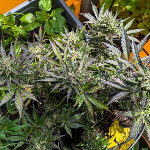 Starting small critical automatic growlog timeline photo