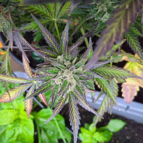 Starting small critical automatic growlog timeline photo