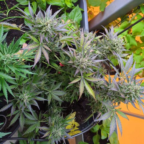 Starting small critical automatic growlog timeline photo