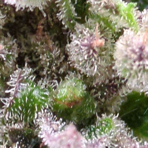 Starting small critical automatic growlog timeline photo