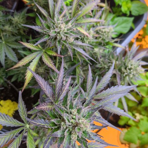 Starting small critical automatic growlog timeline photo