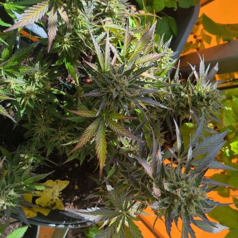 Starting small critical automatic growlog timeline photo