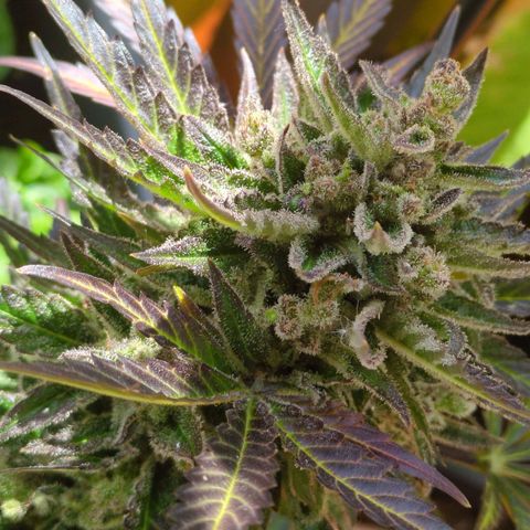 Starting small critical automatic growlog timeline photo