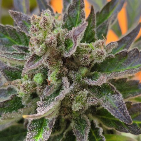 Starting small critical automatic growlog timeline photo