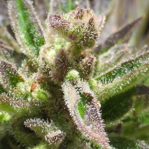 Starting small critical automatic growlog timeline photo