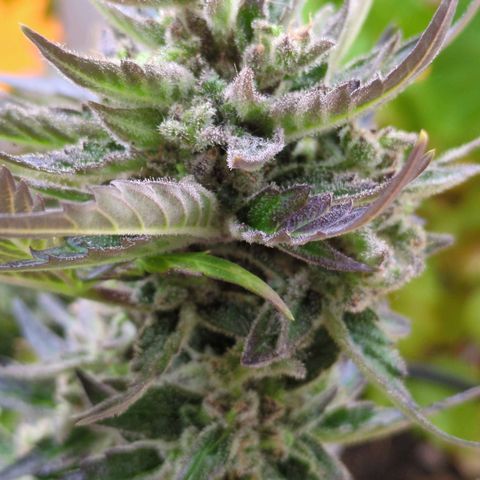 Starting small critical automatic growlog timeline photo