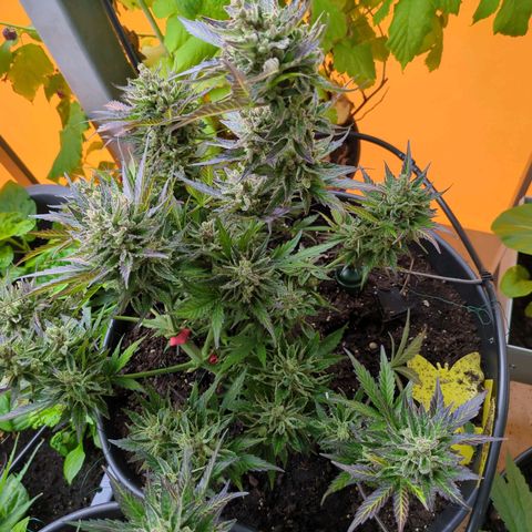 Starting small critical automatic growlog timeline photo