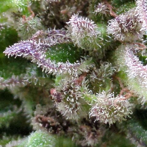Starting small critical automatic growlog timeline photo