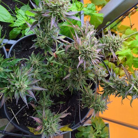 Starting small critical automatic growlog timeline photo