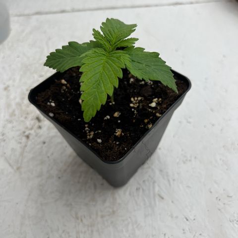 Jack Herer growlog timeline photo