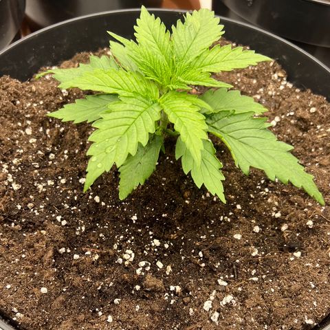 Jack Herer growlog timeline photo