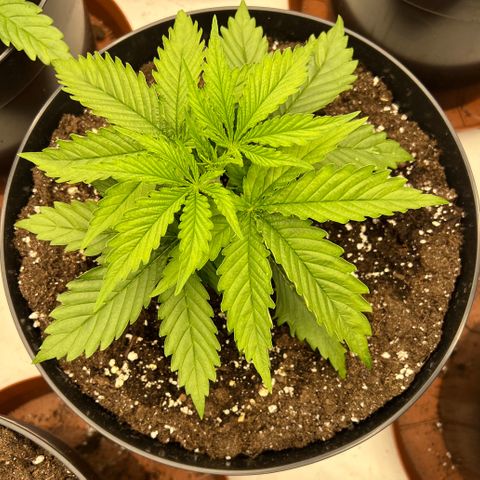 Jack Herer growlog timeline photo