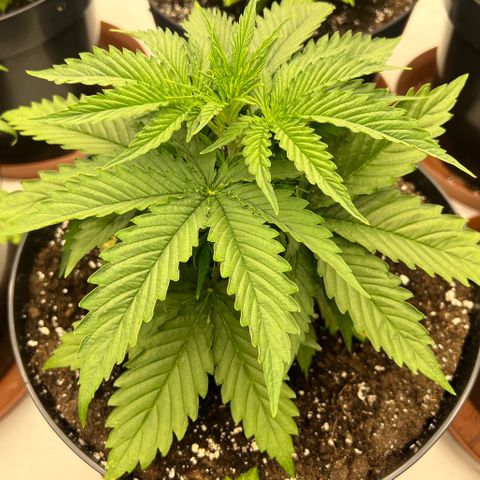 Jack Herer growlog timeline photo