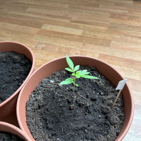 Mimosa x Orange Punch Auto growlog timeline photo