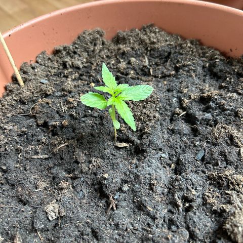 Strawberry Cheesecake Auto growlog timeline photo