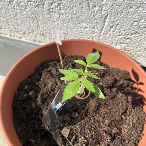 Mimosa x Orange Punch Auto growlog timeline photo