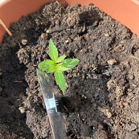 Strawberry Cheesecake Auto growlog timeline photo