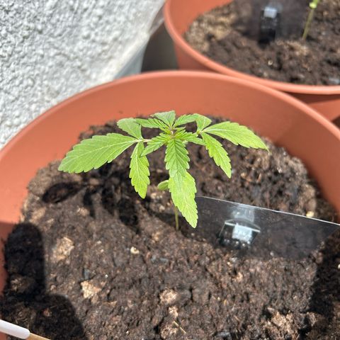 Mimosa x Orange Punch Auto growlog timeline photo