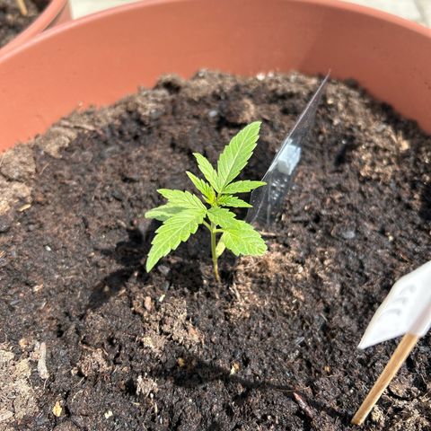 Strawberry Cheesecake Auto growlog timeline photo