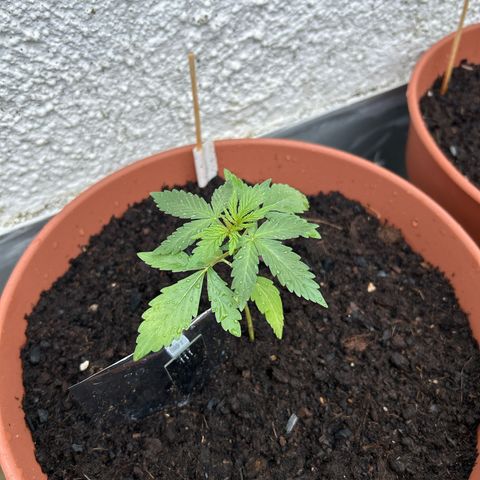 Mimosa x Orange Punch Auto growlog timeline photo