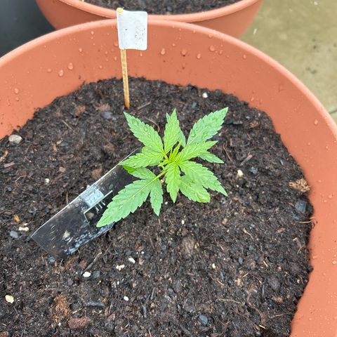 Strawberry Cheesecake Auto growlog timeline photo