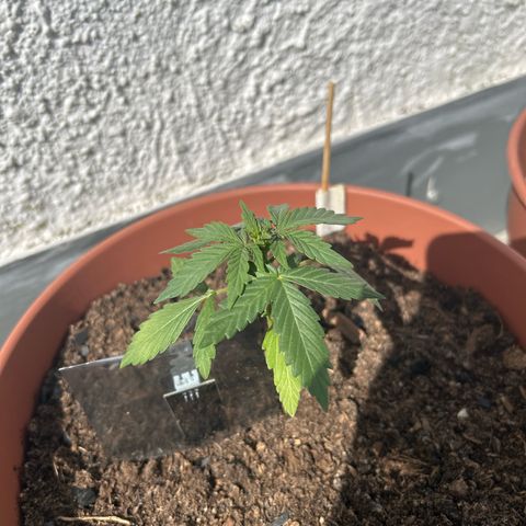 Mimosa x Orange Punch Auto growlog timeline photo