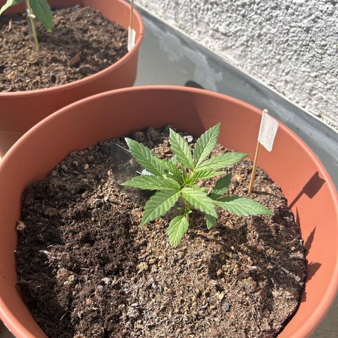 Strawberry Cheesecake Auto growlog timeline photo