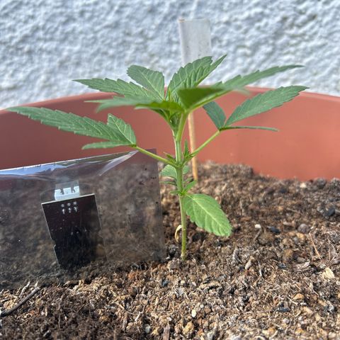 Strawberry Cheesecake Auto growlog timeline photo