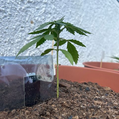 Mimosa x Orange Punch Auto growlog timeline photo