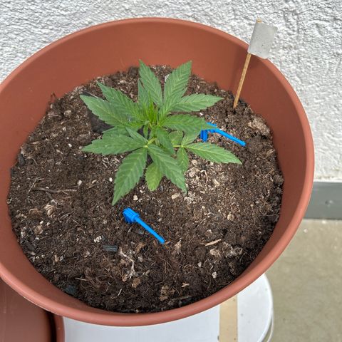 Strawberry Cheesecake Auto growlog timeline photo