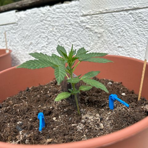 Strawberry Cheesecake Auto growlog timeline photo