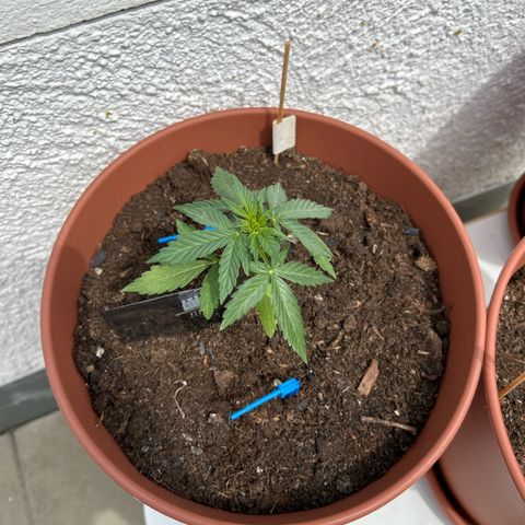 Mimosa x Orange Punch Auto growlog timeline photo
