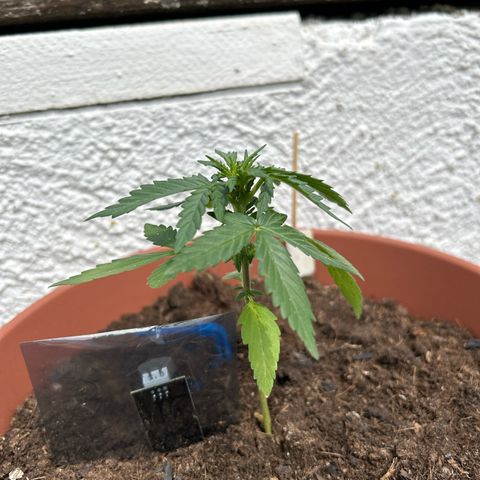 Mimosa x Orange Punch Auto growlog timeline photo