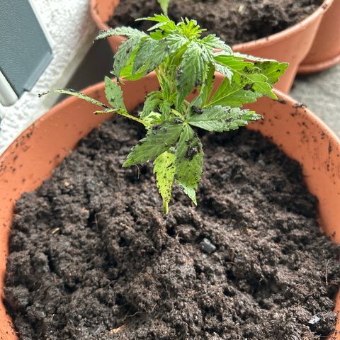 Mimosa x Orange Punch Auto growlog timeline photo