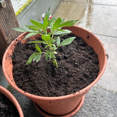 Strawberry Cheesecake Auto growlog timeline photo