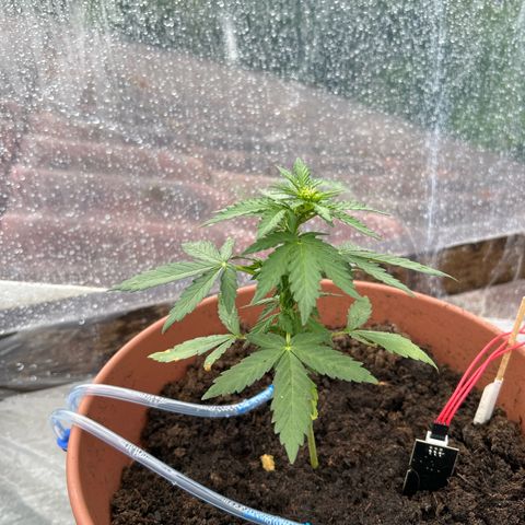 Mimosa x Orange Punch Auto growlog timeline photo