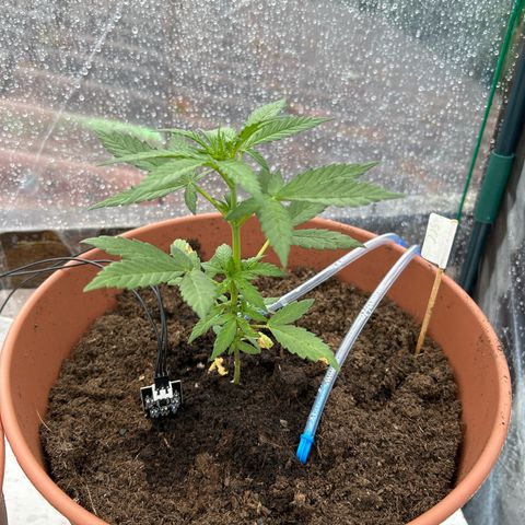 Strawberry Cheesecake Auto growlog timeline photo