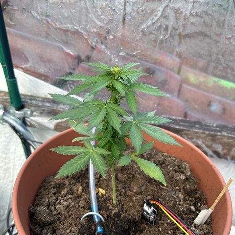 Mimosa x Orange Punch Auto growlog timeline photo