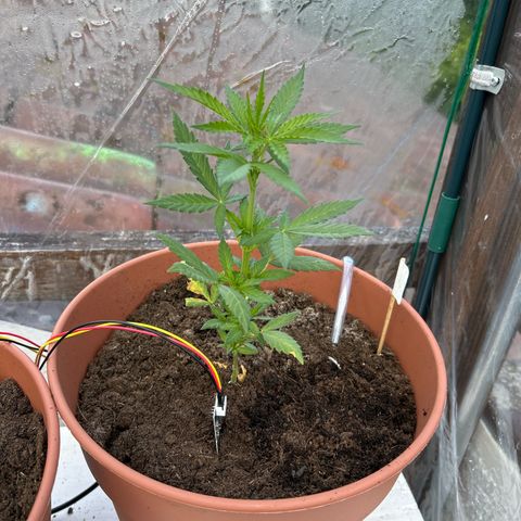 Strawberry Cheesecake Auto growlog timeline photo