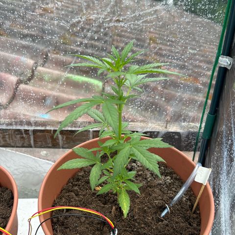 Strawberry Cheesecake Auto growlog timeline photo