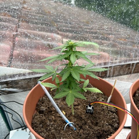 Mimosa x Orange Punch Auto growlog timeline photo