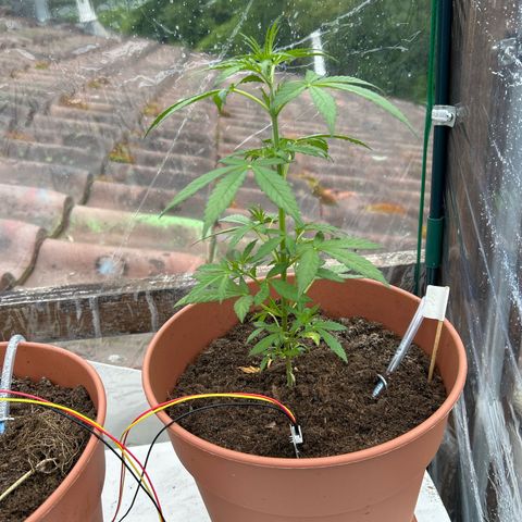 Strawberry Cheesecake Auto growlog timeline photo